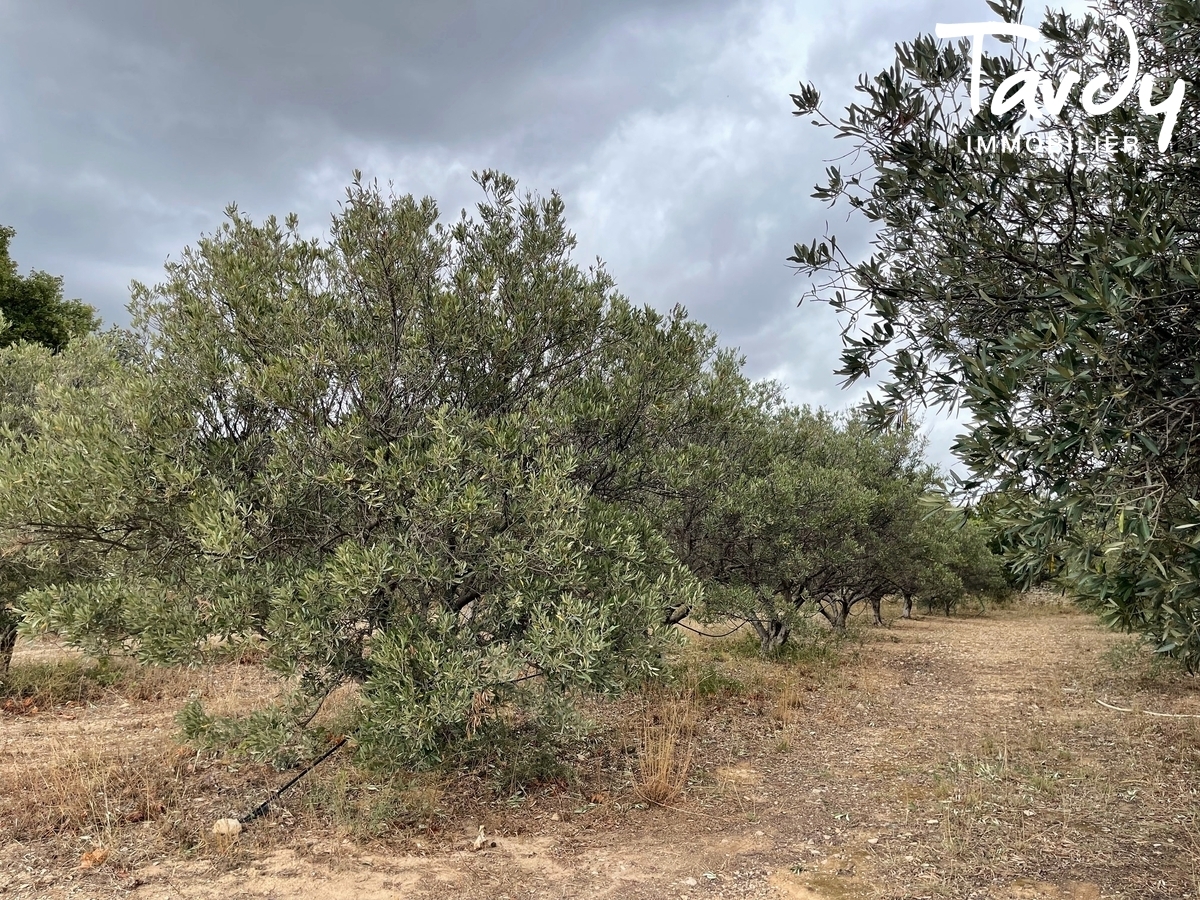 Mas en pierre  rnover, au milieu des vignes - 83270 SAINT-CYR SUR MER - Saint-Cyr-sur-Mer